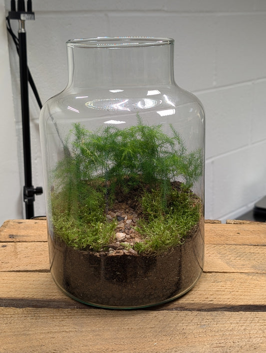 Large Ready-made Terrarium - 'Bill'