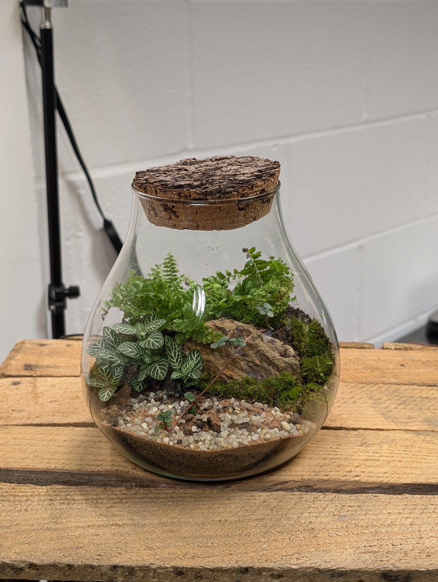 Medium Ready-made Terrarium - 'Catherine'