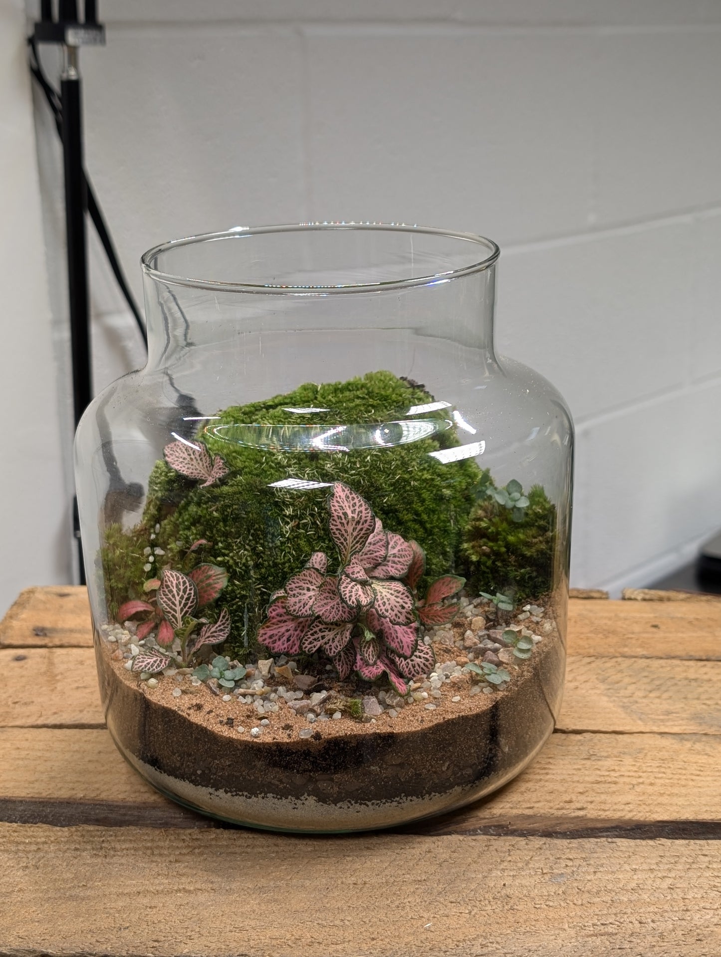 Medium Ready-made Terrarium - 'Sheldon'