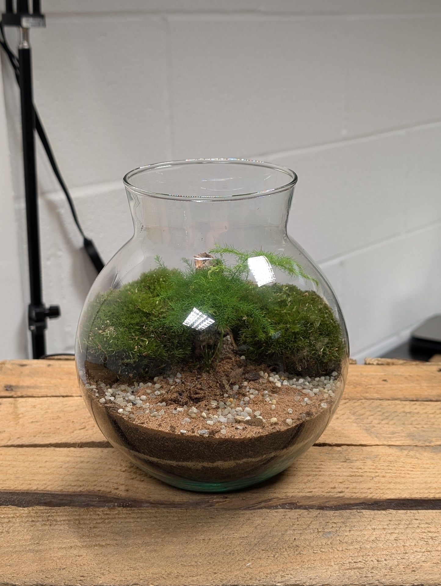 Medium Ready-made Terrarium - 'Oscar'
