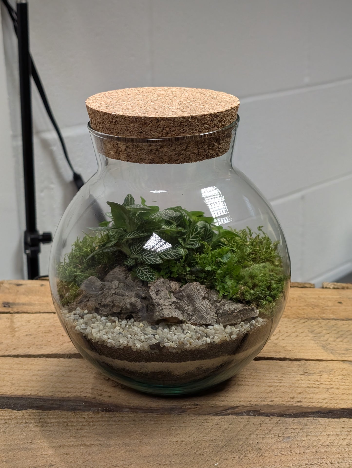 Medium Ready-made Terrarium - 'Betty'