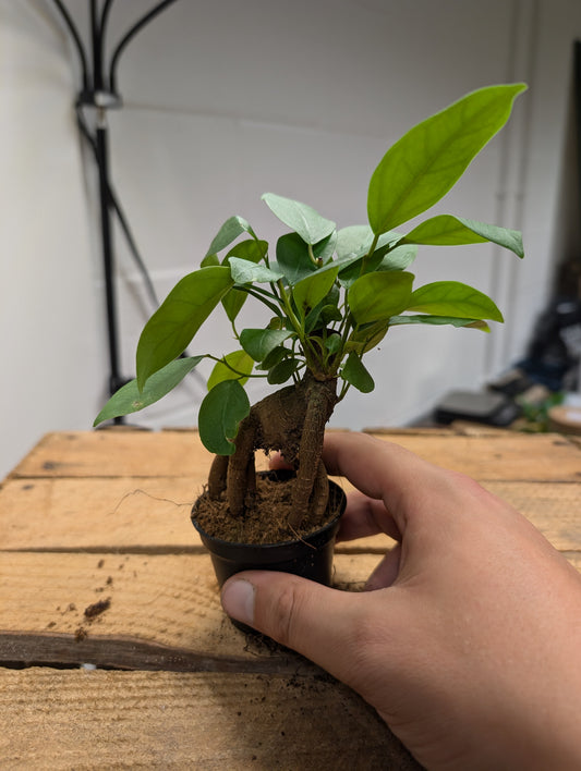 Ficus Ginseng