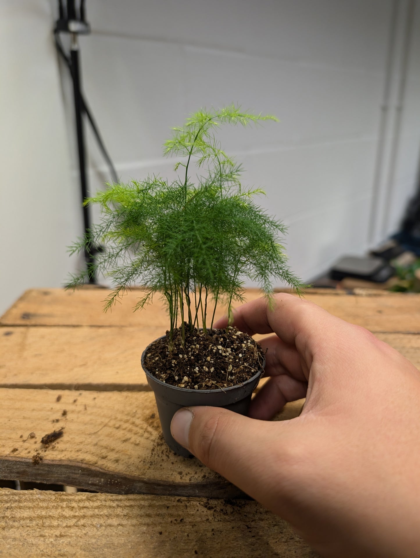 Asparagus Fern