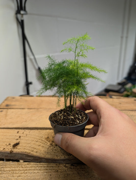 Asparagus Fern