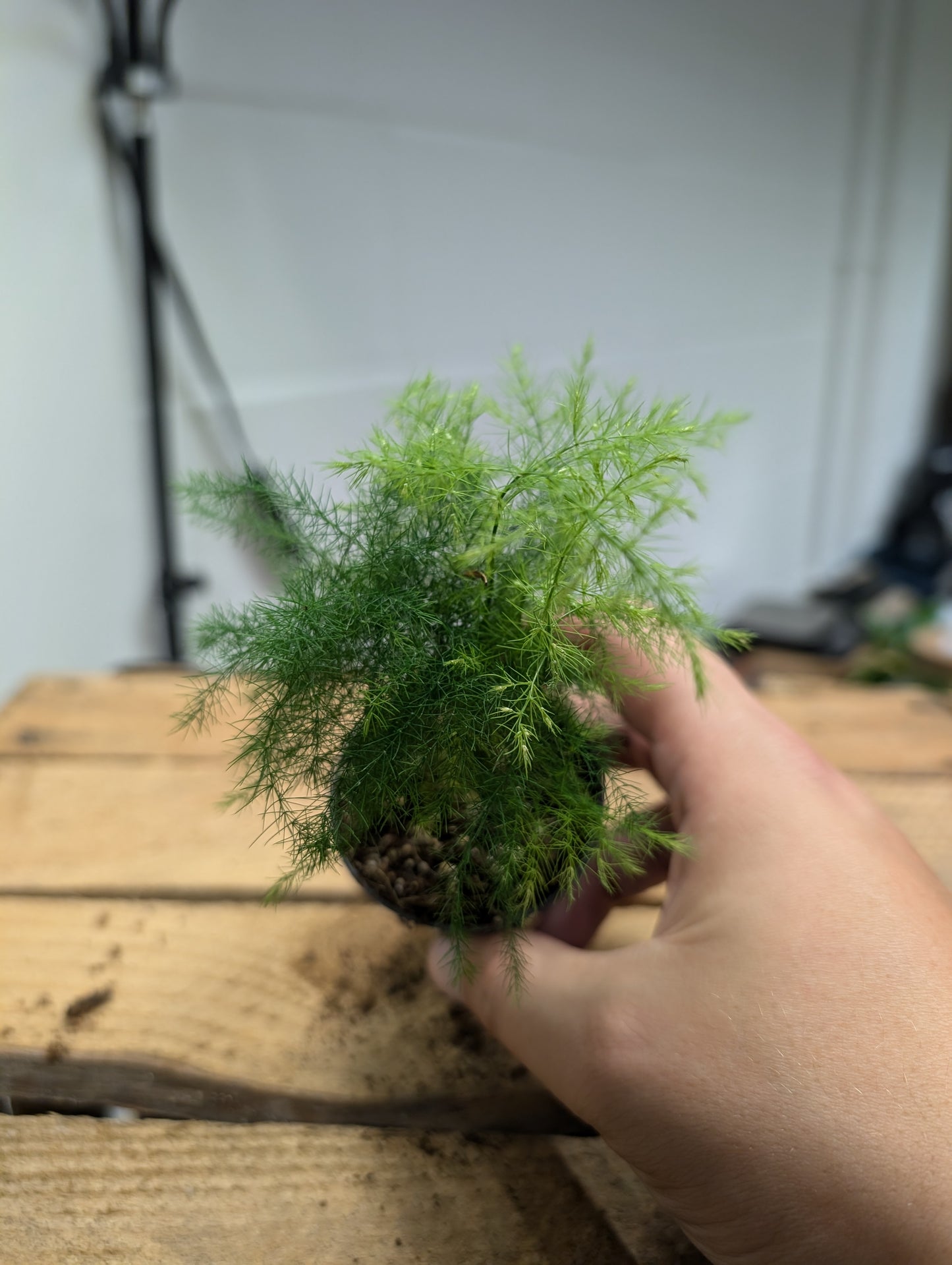 Asparagus Fern