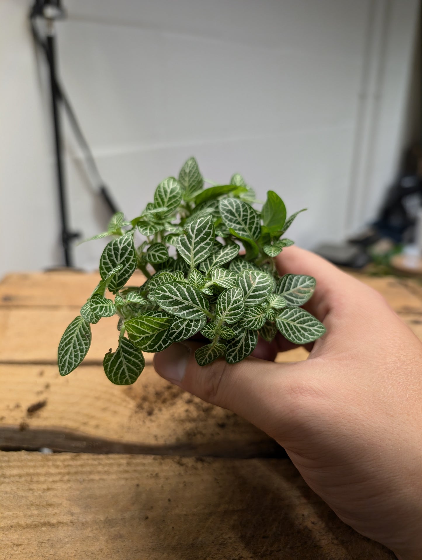 Fittonia