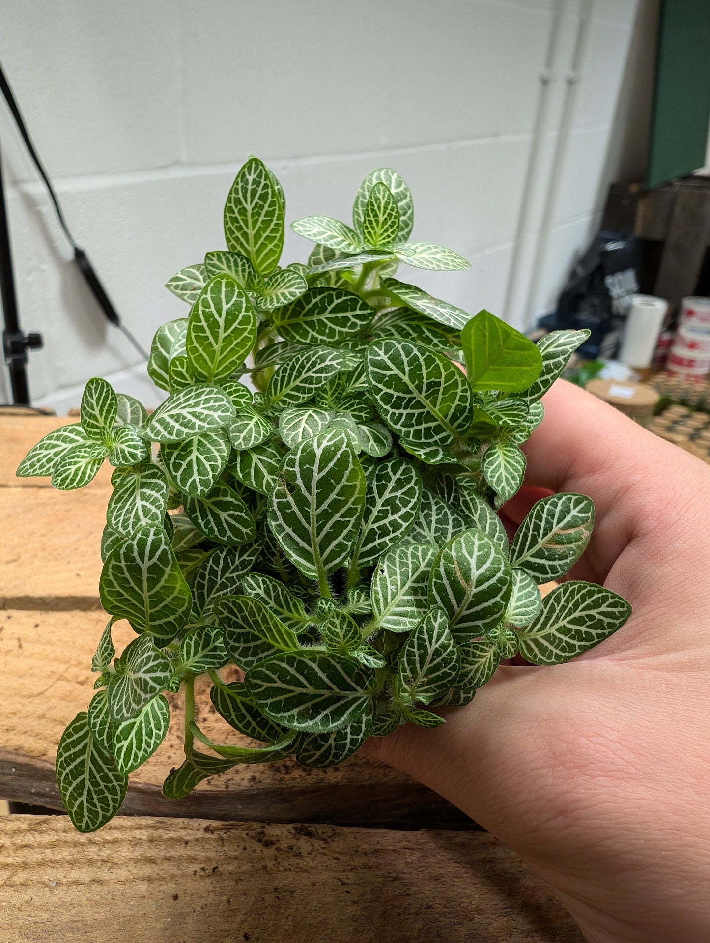 Fittonia