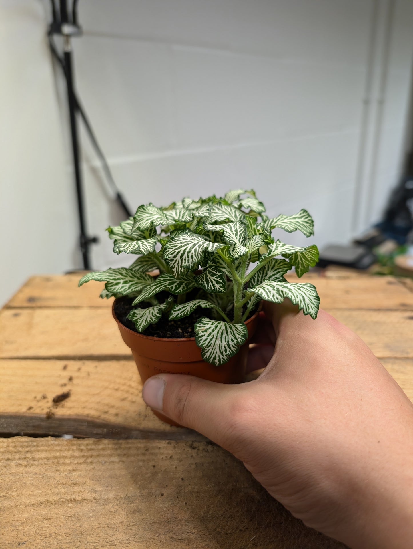 Fittonia