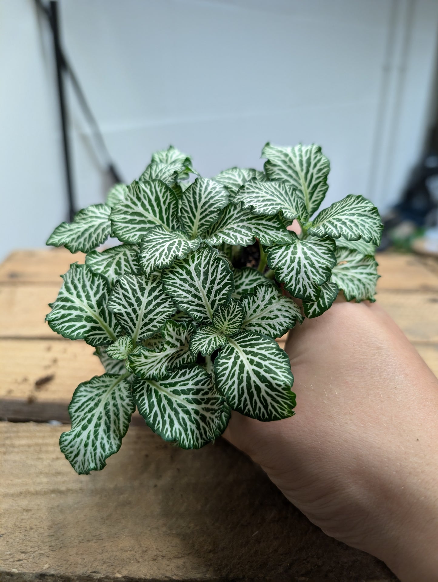 Fittonia