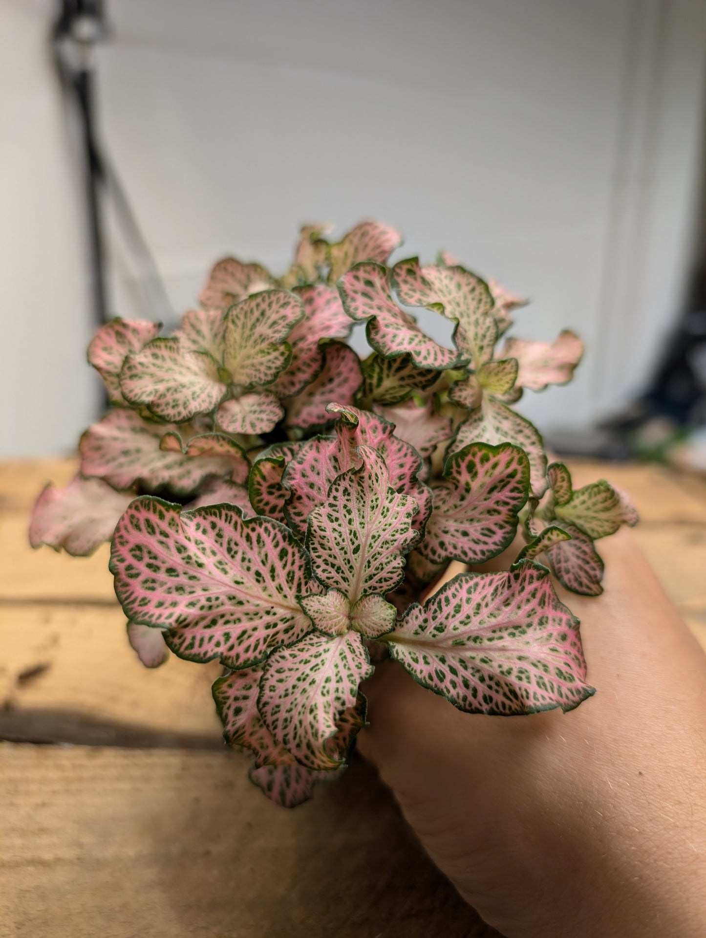 Fittonia