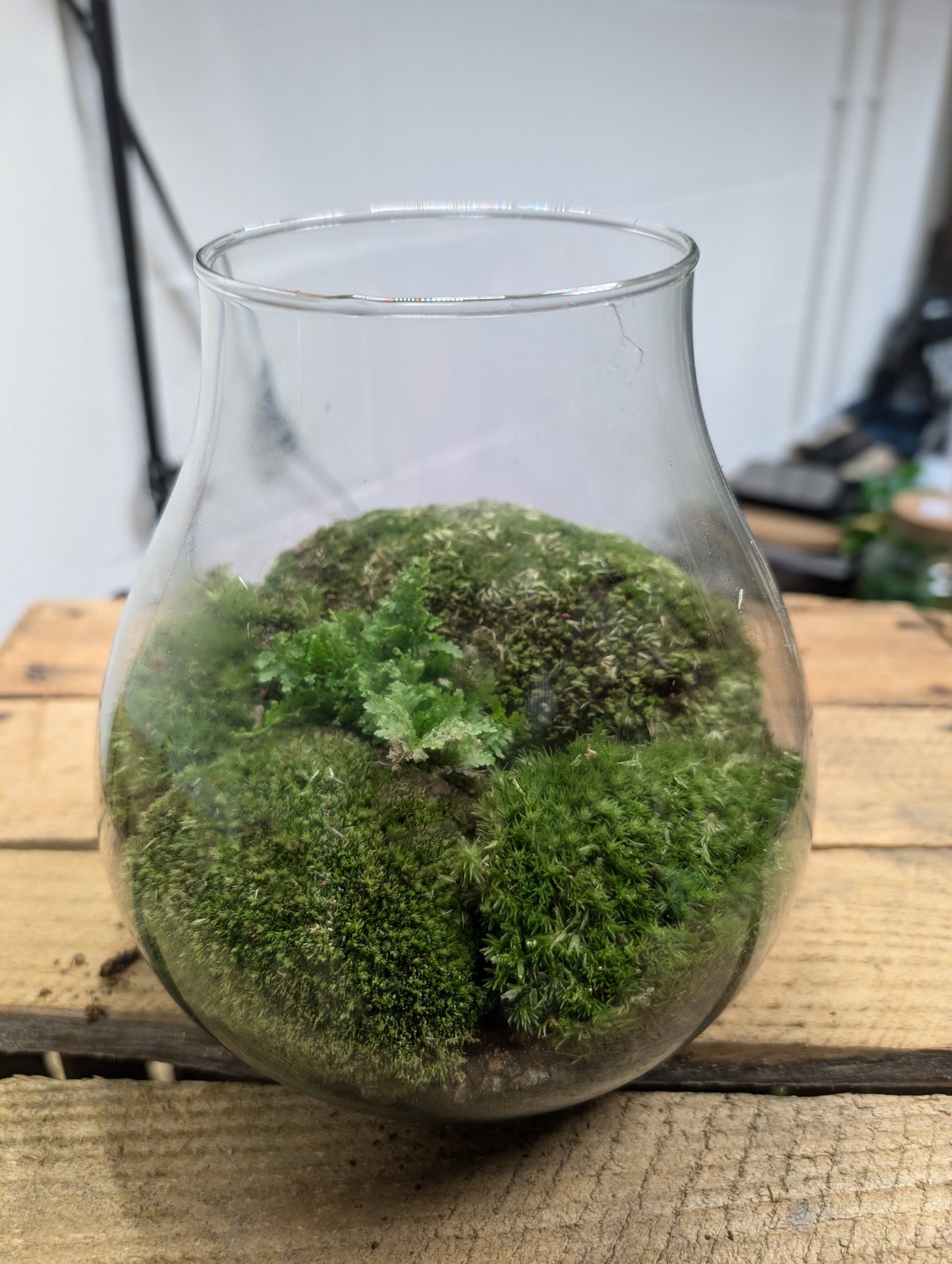 Medium Ready-made Terrarium - 'Lisa'