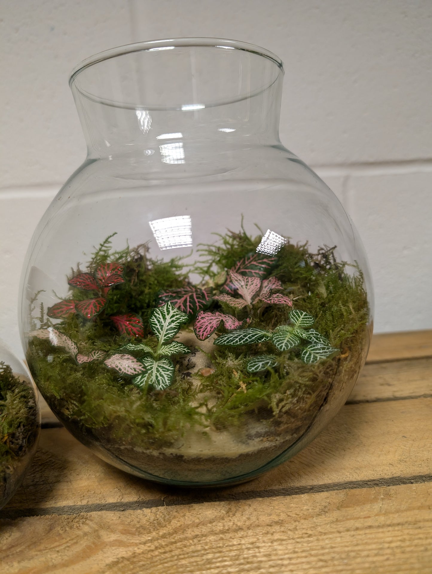 DIY Terrarium Kit - 'Freya'