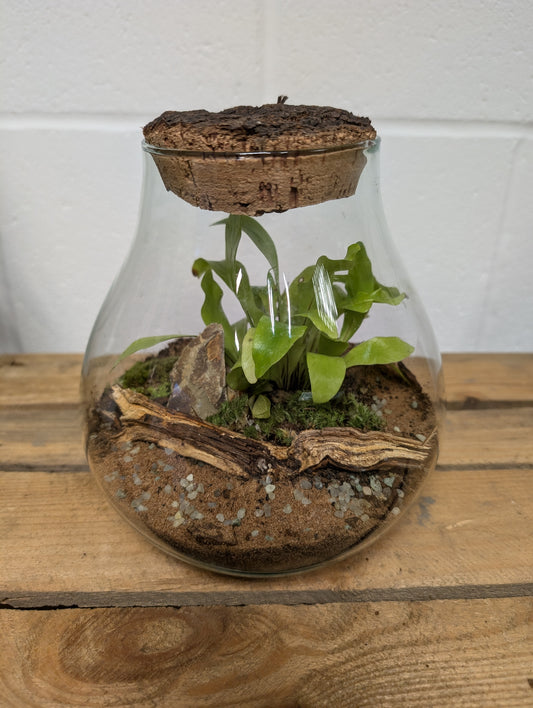 Medium Ready-made Terrarium - 'Aimee'