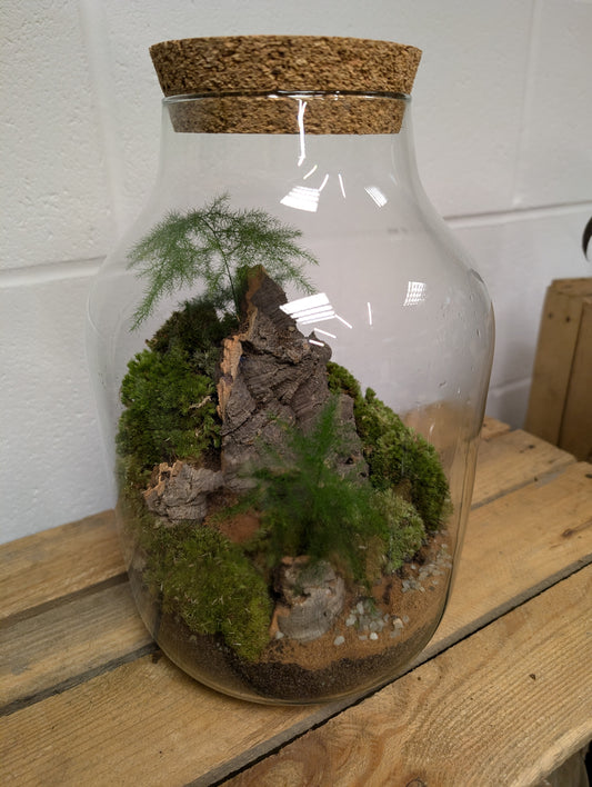 Large Ready-made Terrarium - 'Harry'