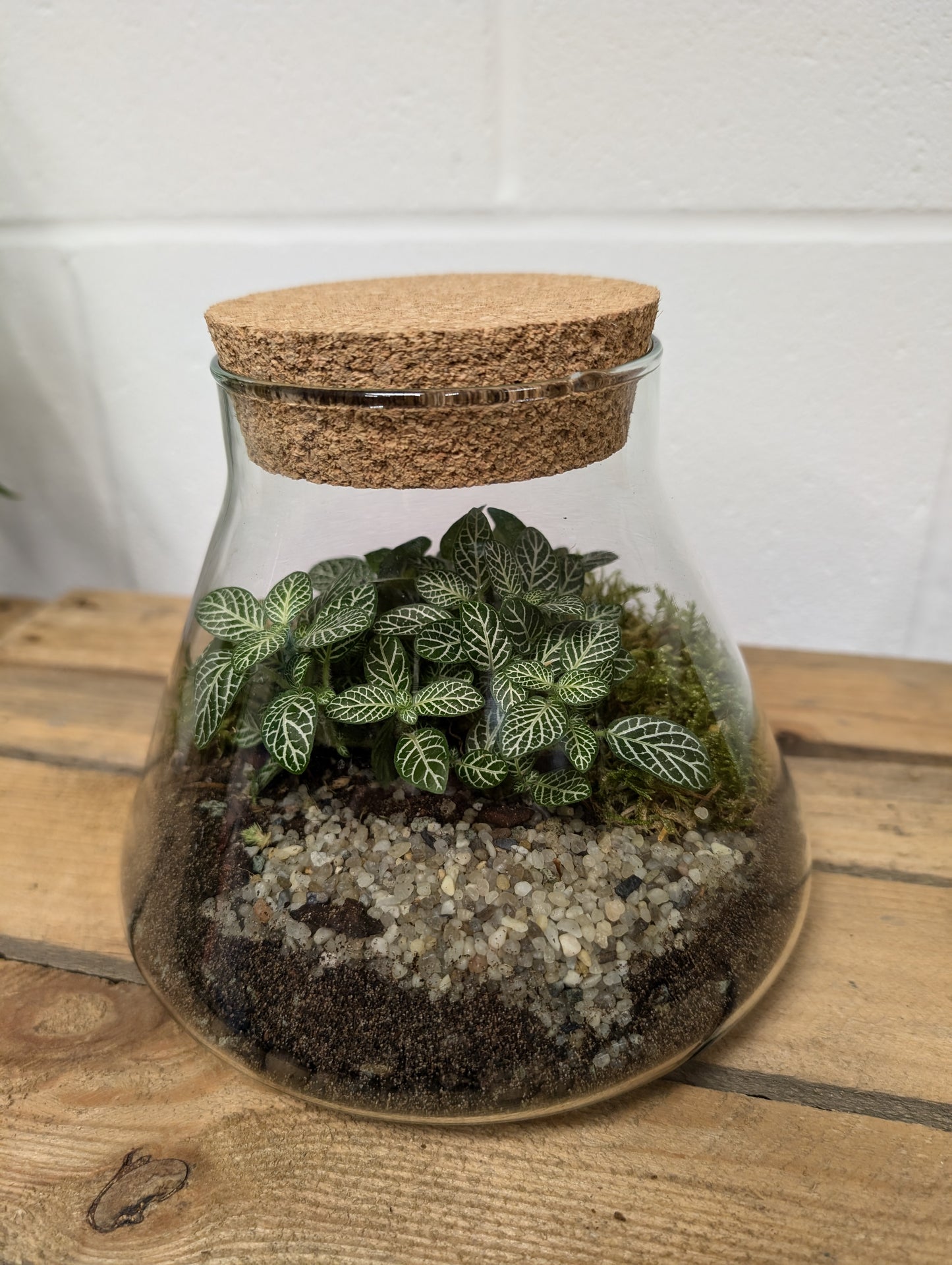 Medium Ready-made Terrarium - 'Lucy'