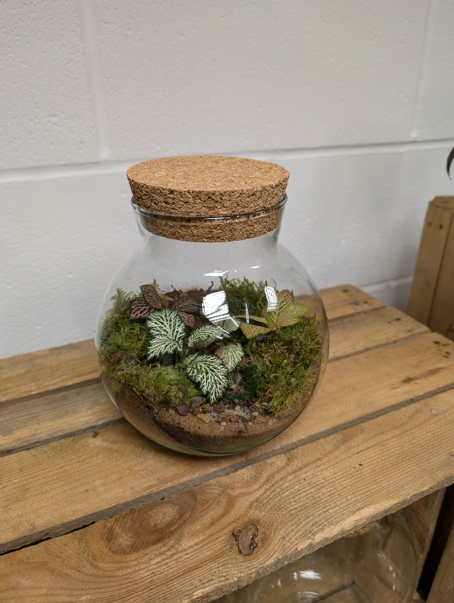 Medium Ready-made Terrarium - 'Charity'