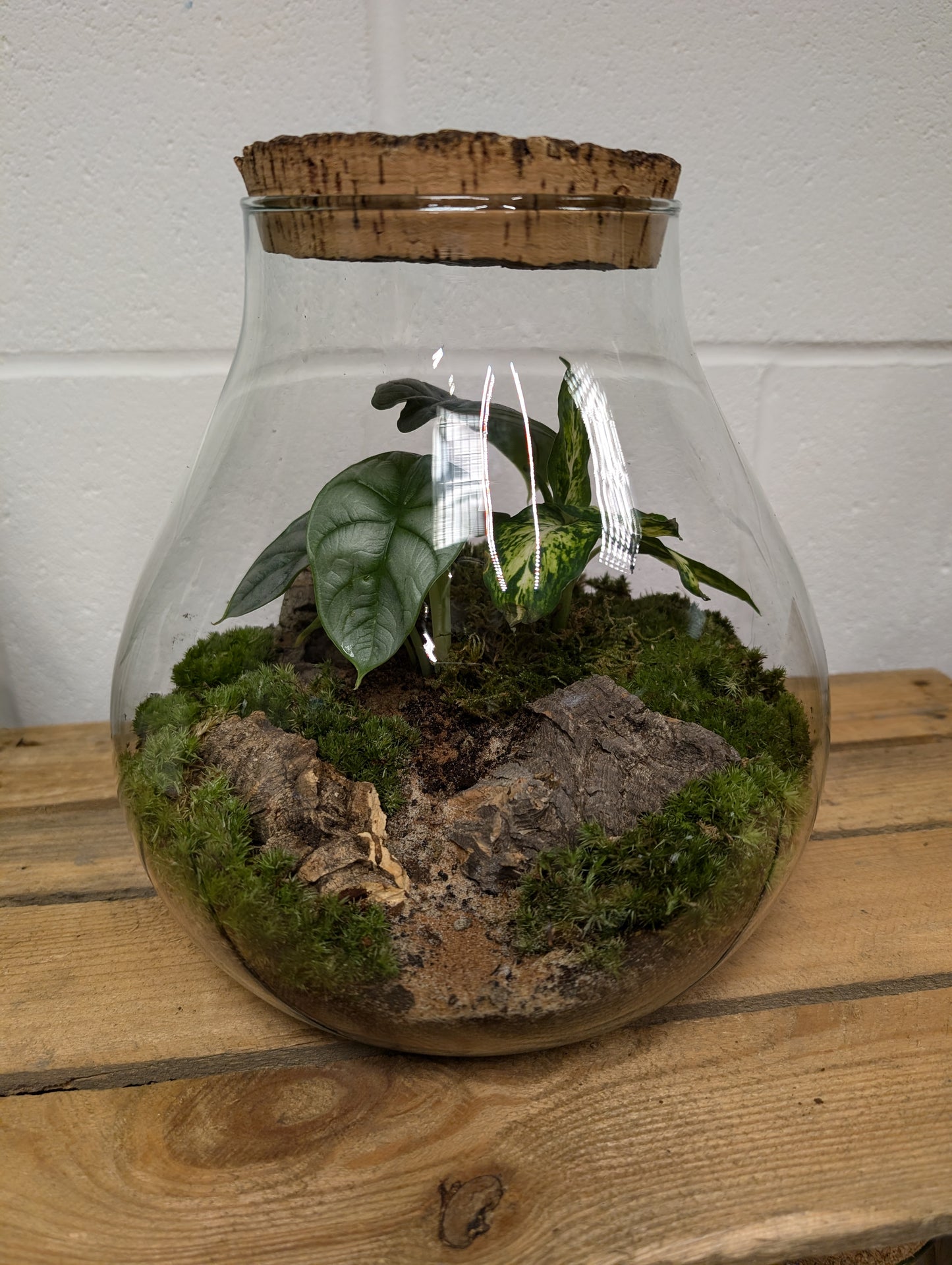 Large Ready-made Terrarium - 'Evelyn'