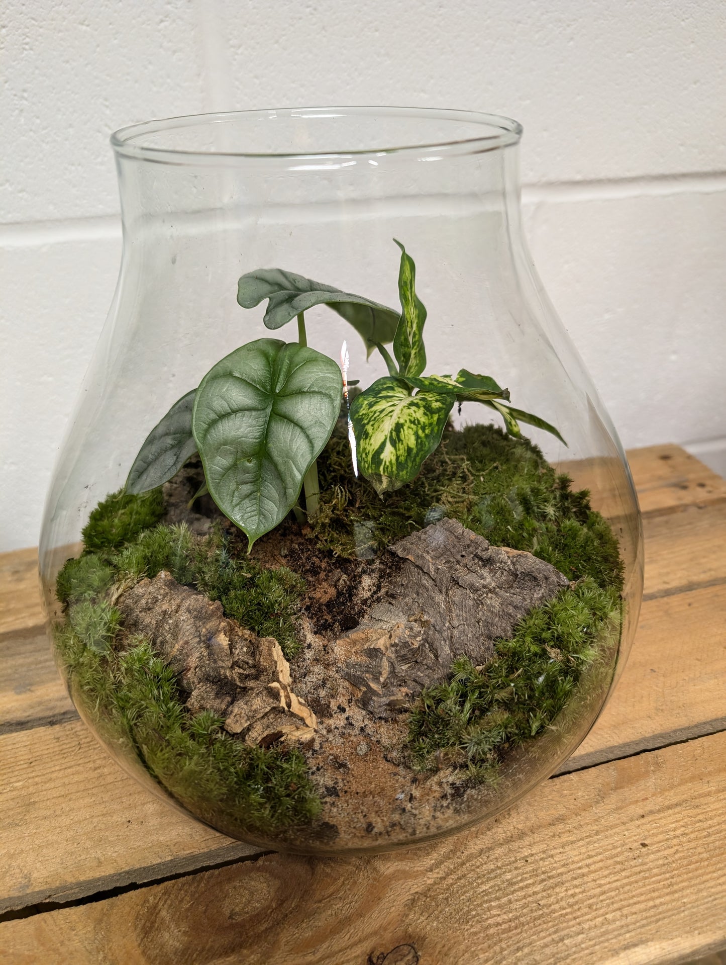 Large Ready-made Terrarium - 'Evelyn'