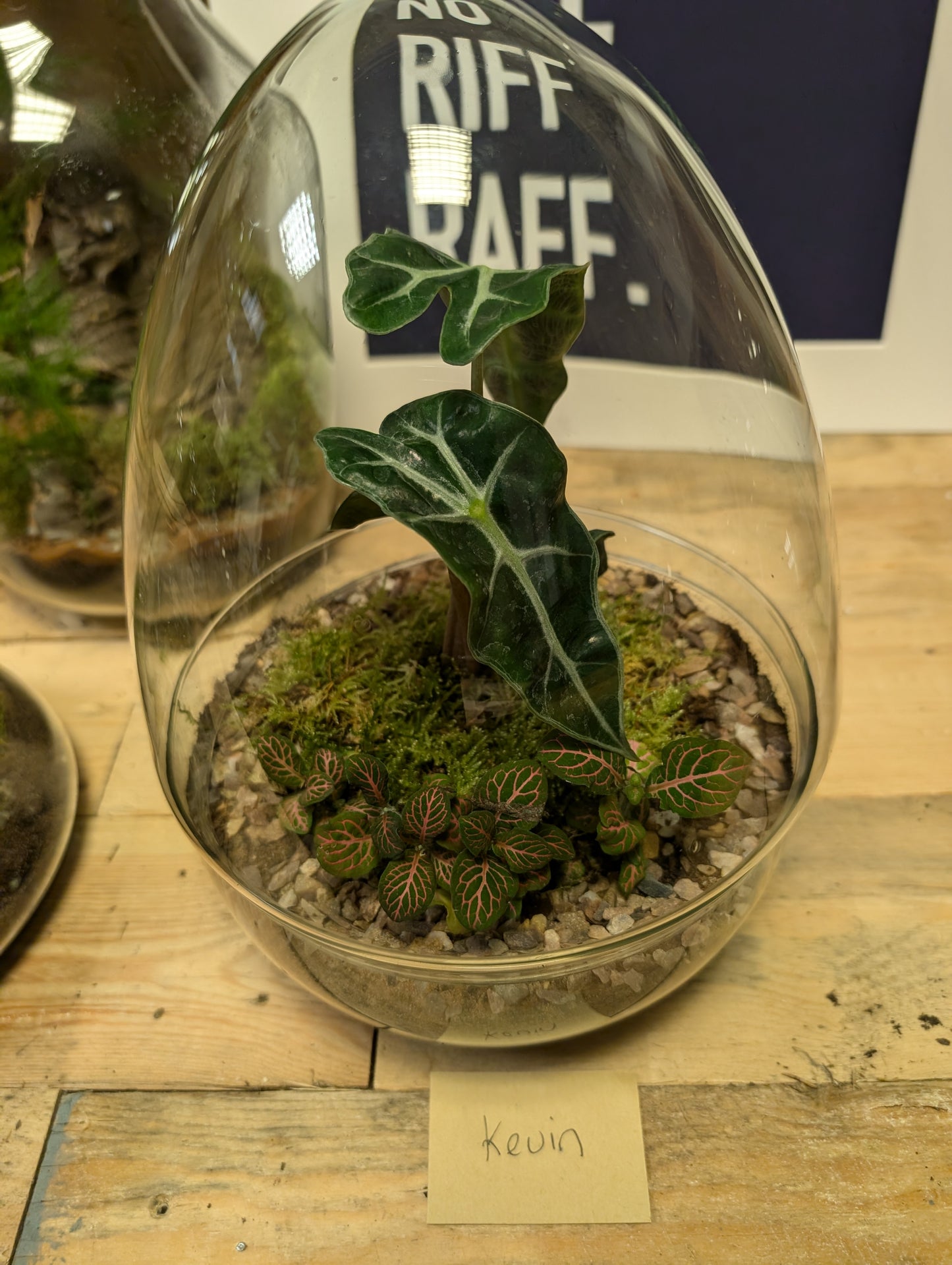 Medium Ready-made Terrarium - 'Kevin'
