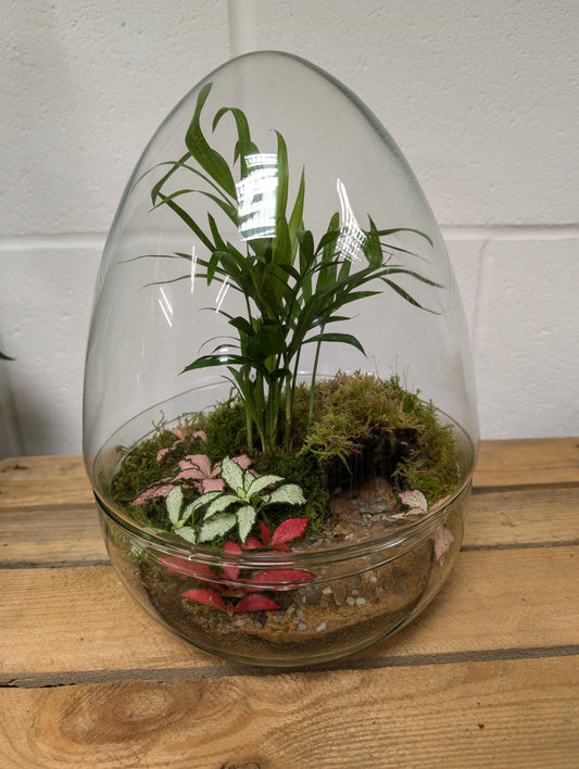 Large Ready-made Terrarium - 'Toby'