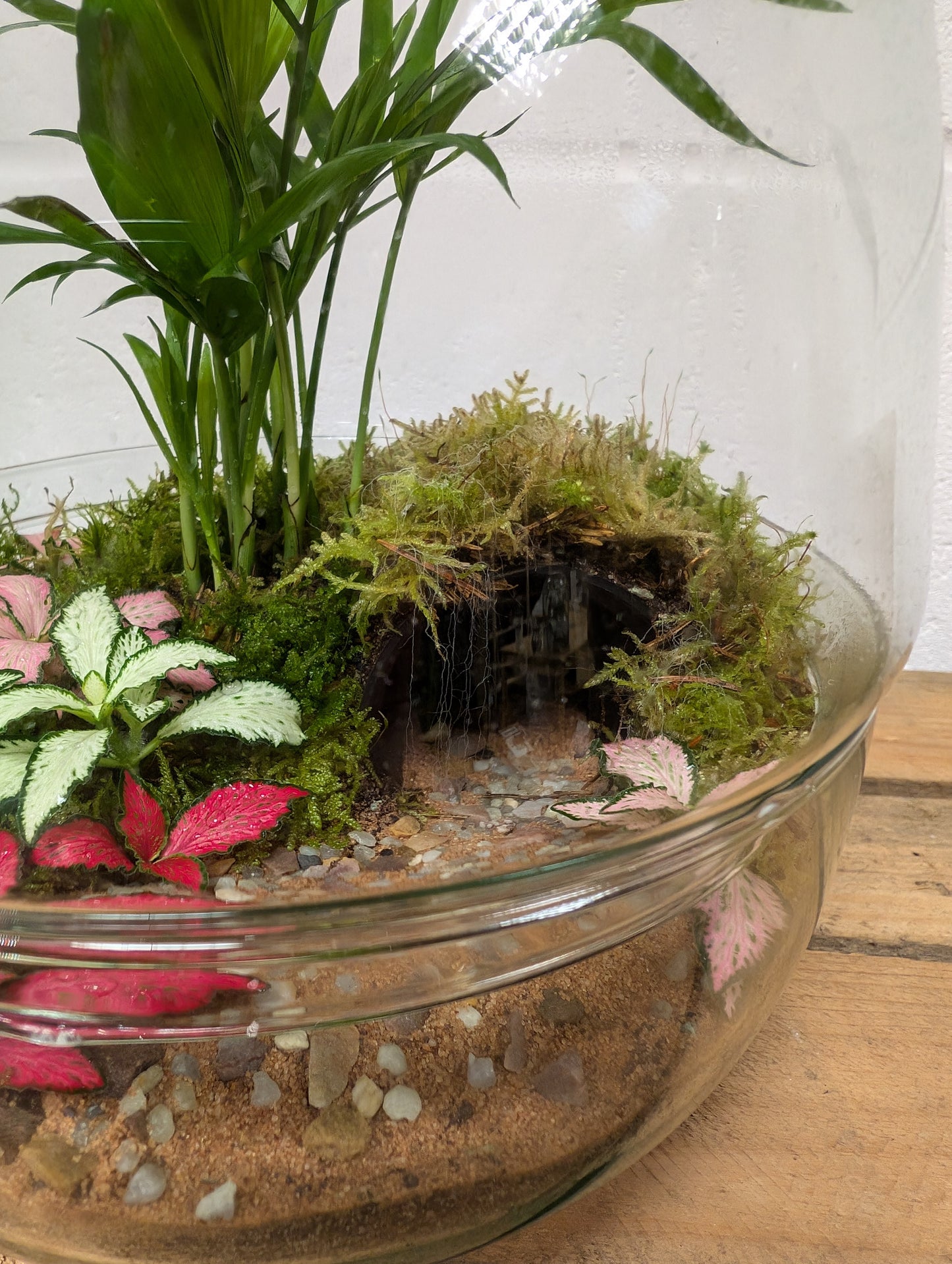 Large Ready-made Terrarium - 'Toby'
