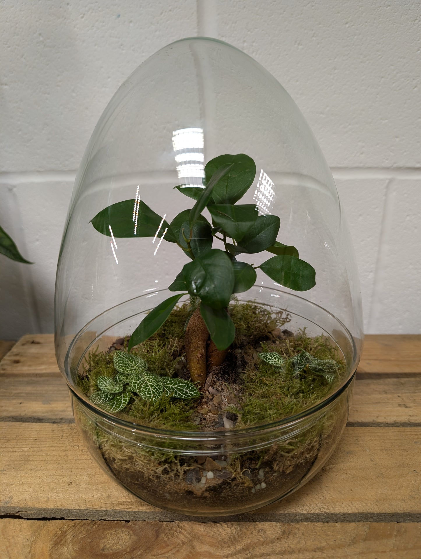 Large Ready-made Terrarium - 'Gloria'