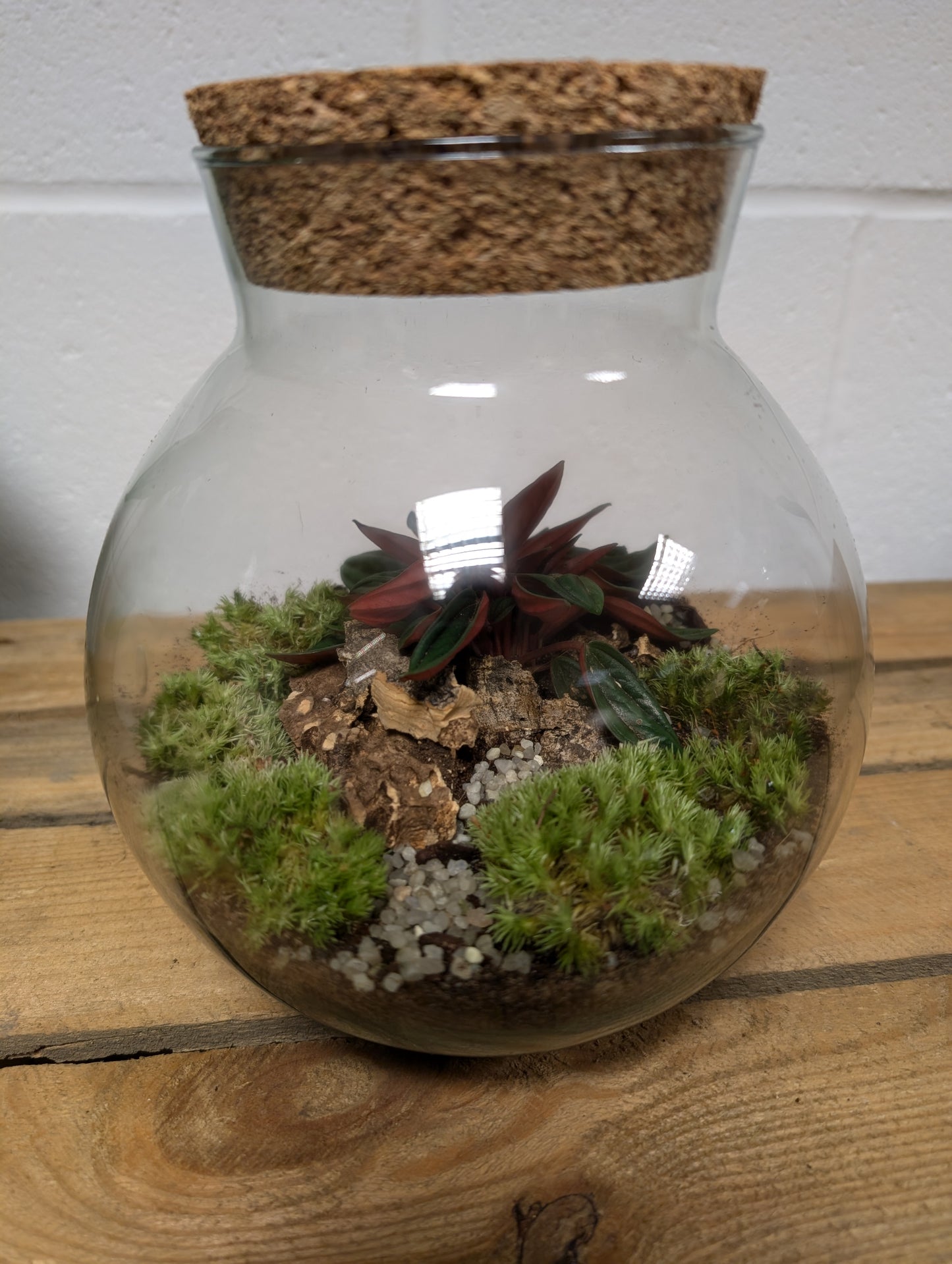 Large Ready-made Terrarium - 'Kai'