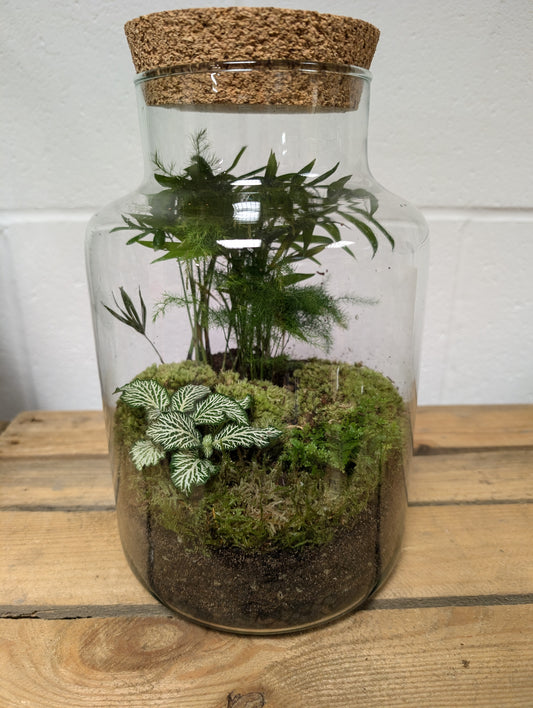 Large Ready-made Terrarium - 'Suzanna'