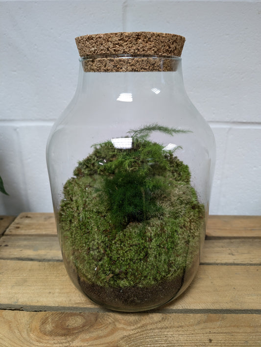 Large Ready-made Terrarium - 'Julia'