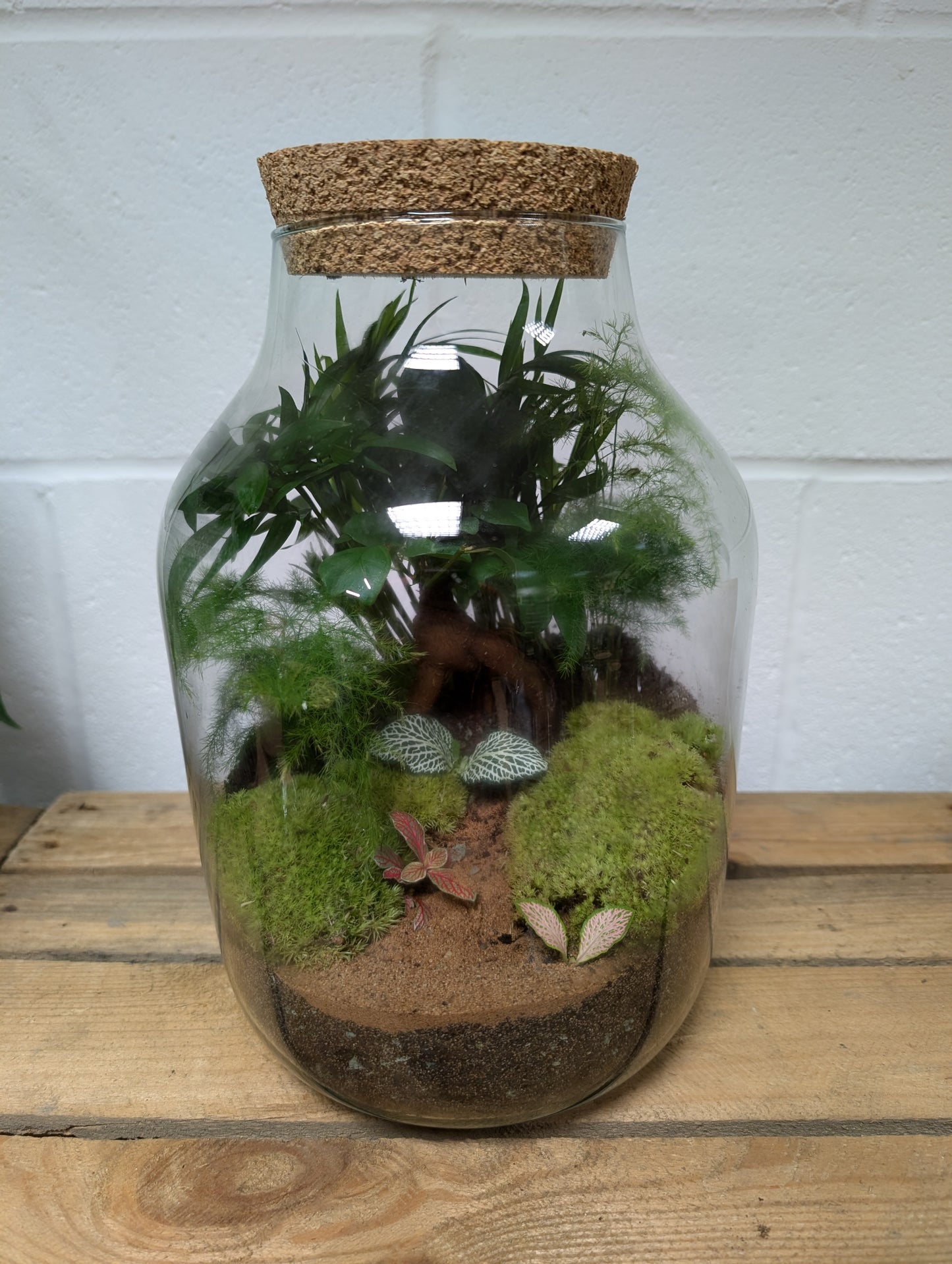 Large Ready-made Terrarium - 'Skye'