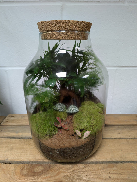 Large Ready-made Terrarium - 'Skye'