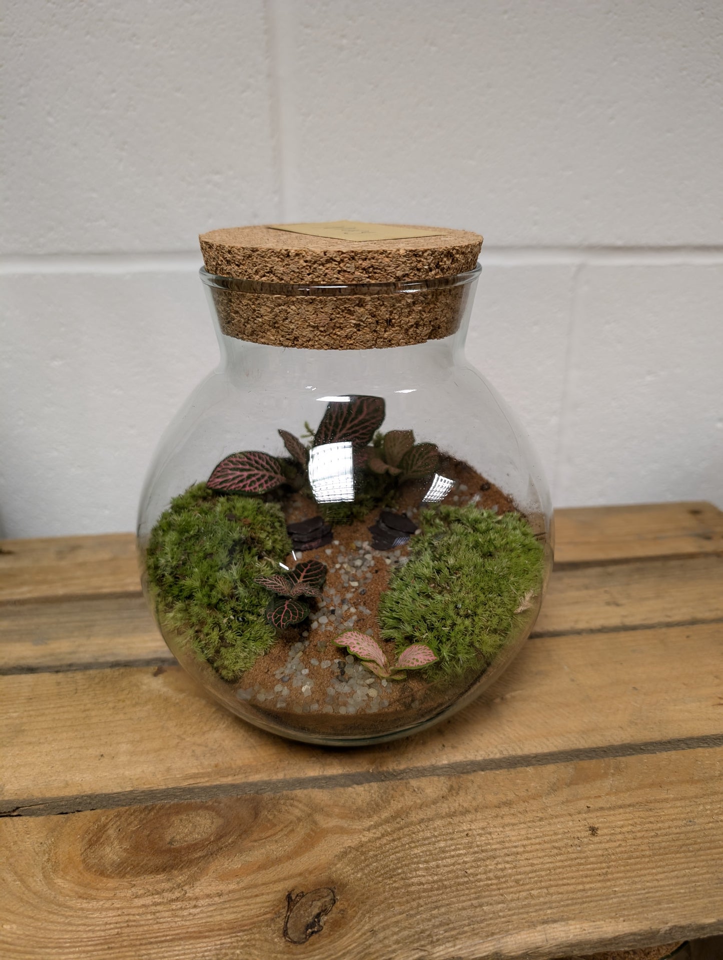 Medium Ready-made Terrarium - 'Mary'
