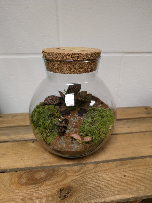Medium Ready-made Terrarium - 'Mary'