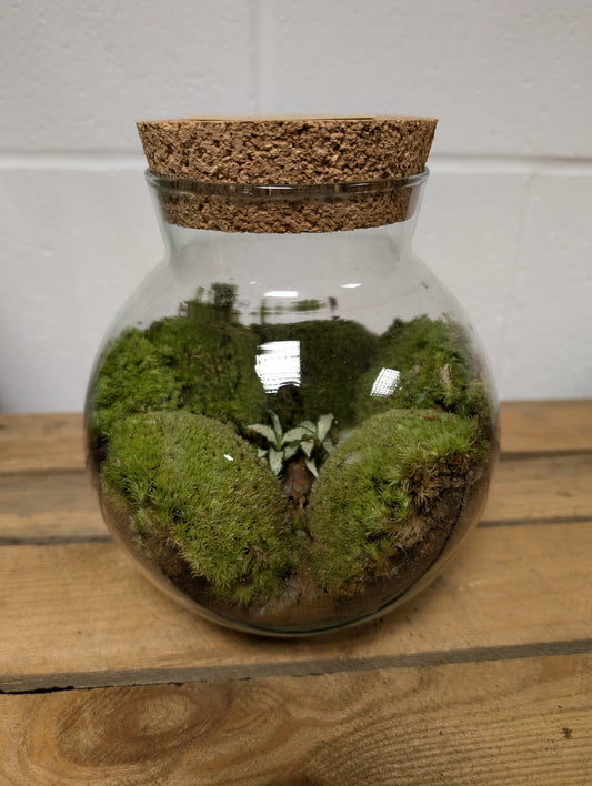 Medium Ready-made Terrarium - 'Kel'
