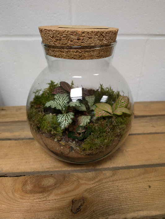 Medium Ready-made Terrarium - 'Raven'