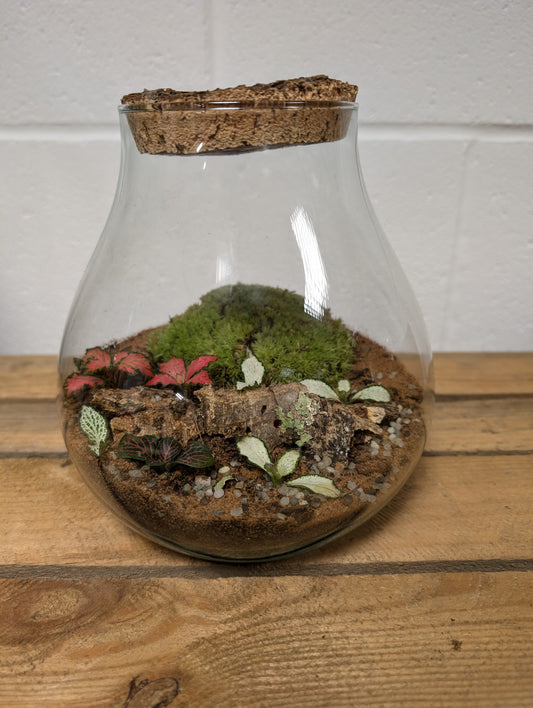 Medium Ready-made Terrarium - 'Mary-Kate'