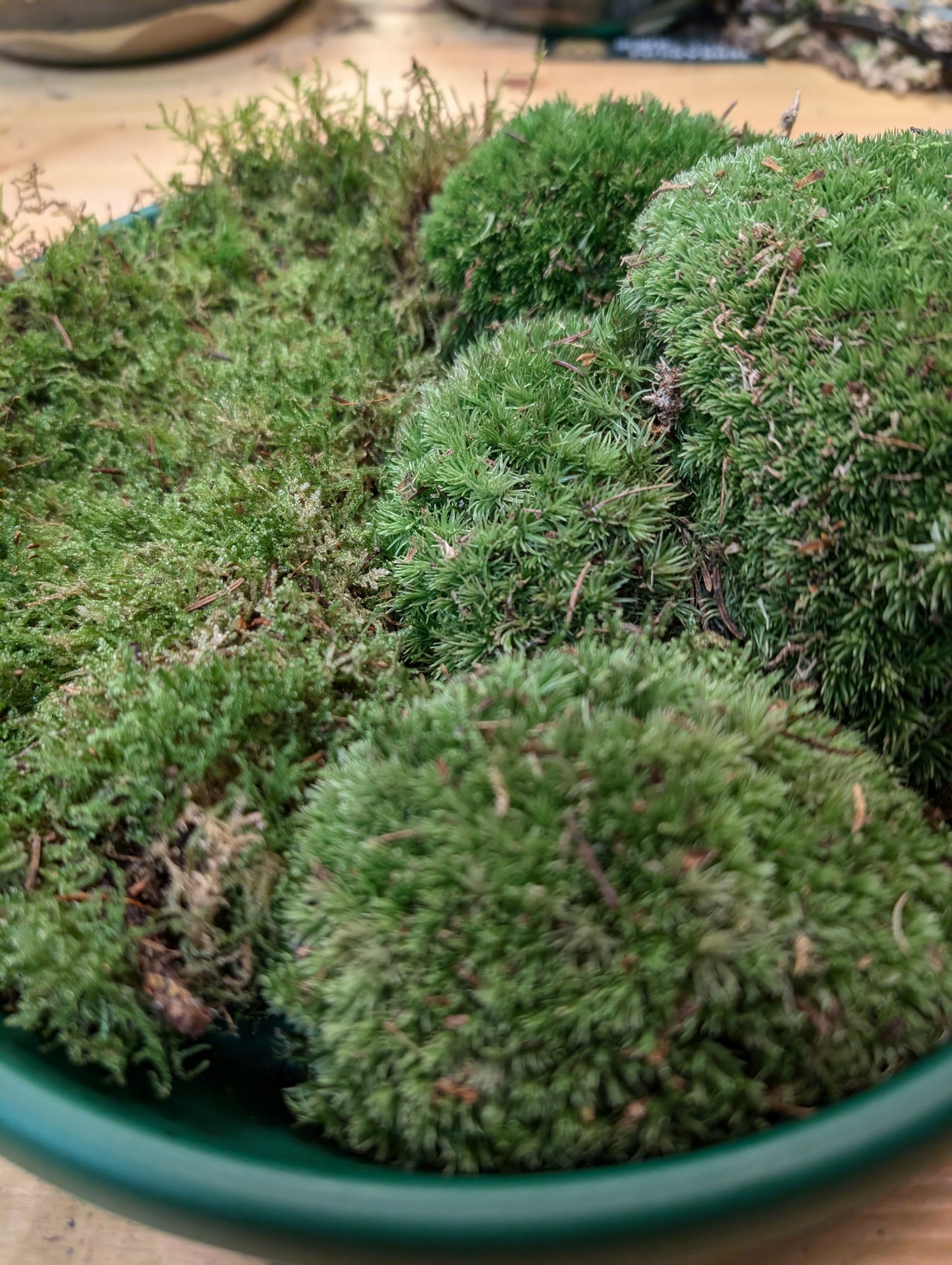 Live Moss