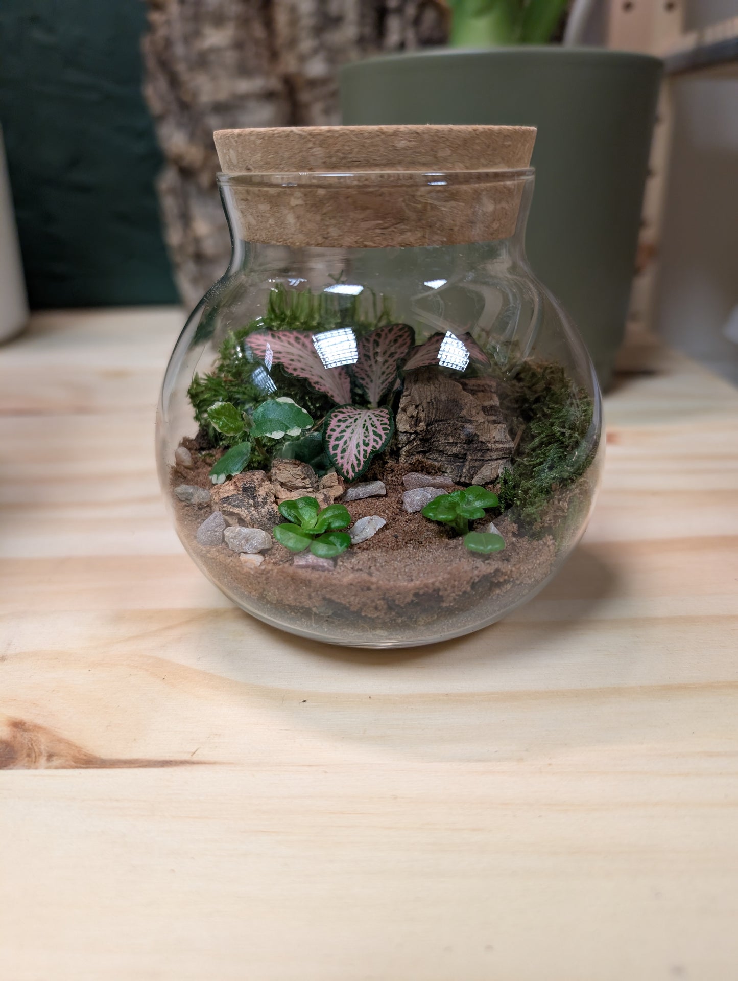 DIY Terrarium Kit - Fittonia Ball v2