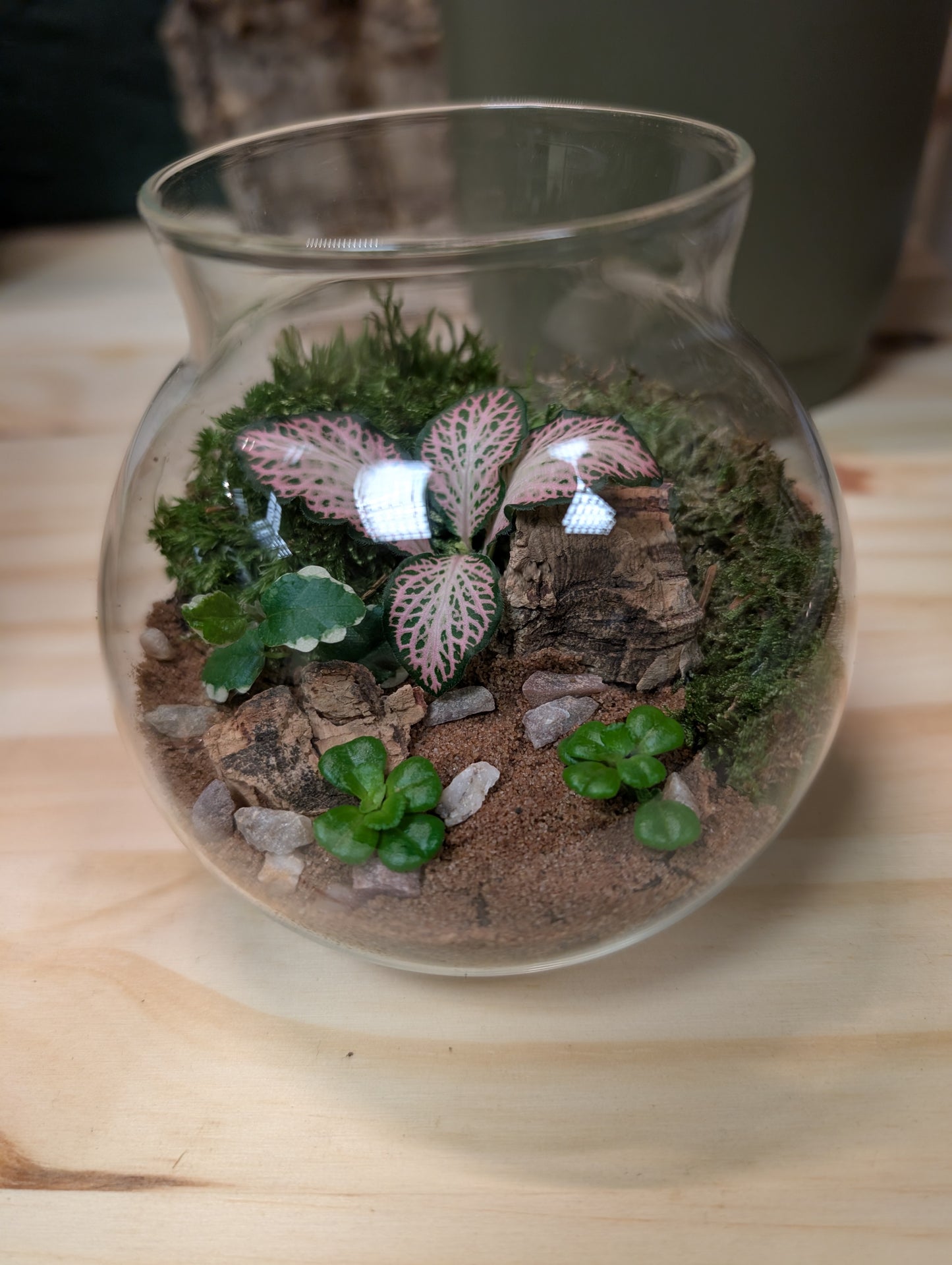 DIY Terrarium Kit - Fittonia Ball v2