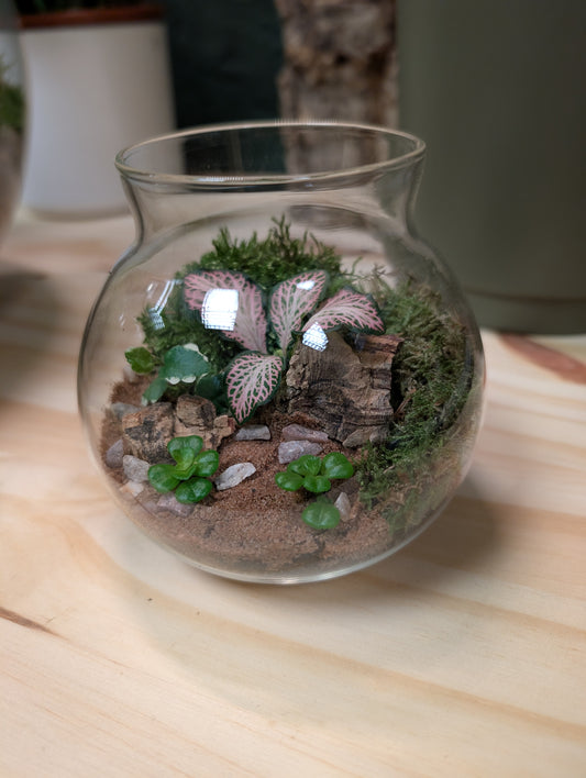 DIY Terrarium Kit - Fittonia Ball v2