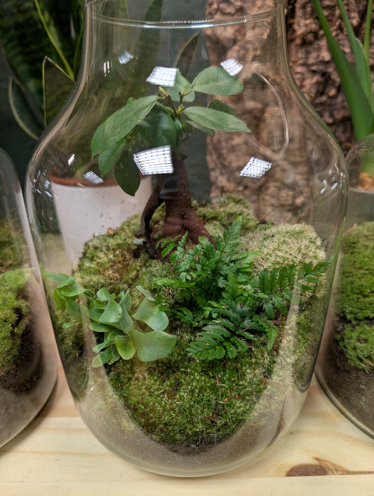 Large Ready-made Terrarium - 'Lily'
