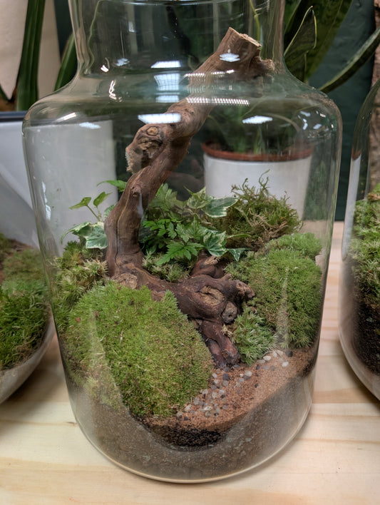 Large Ready-made Terrarium - 'Clyde'