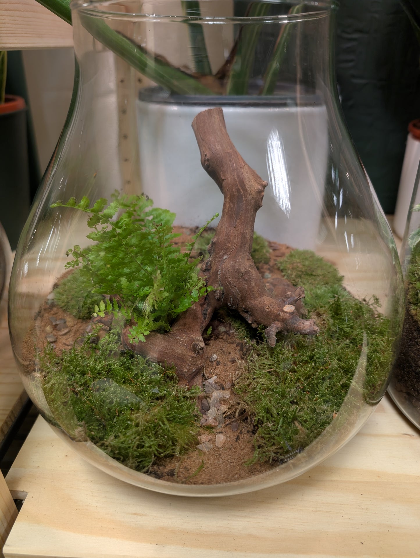 Large Ready-made Terrarium - 'Fern'