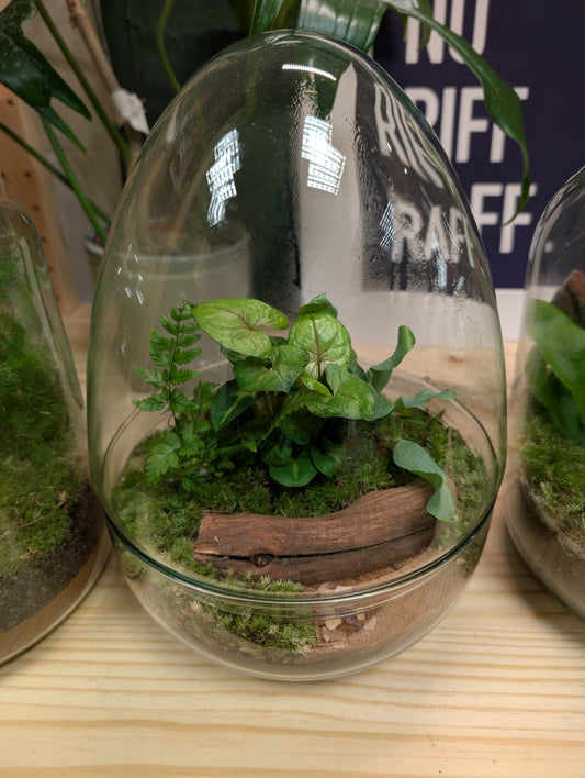 Large Ready-made Terrarium - 'Ethel'