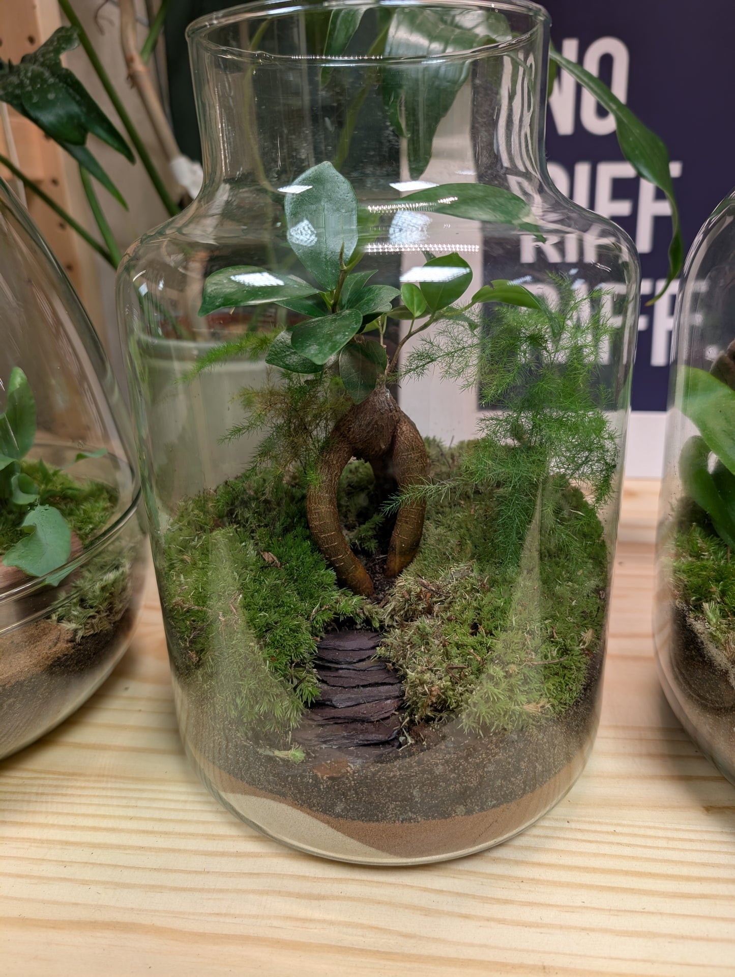 Large Ready-made Terrarium - 'Mabel'