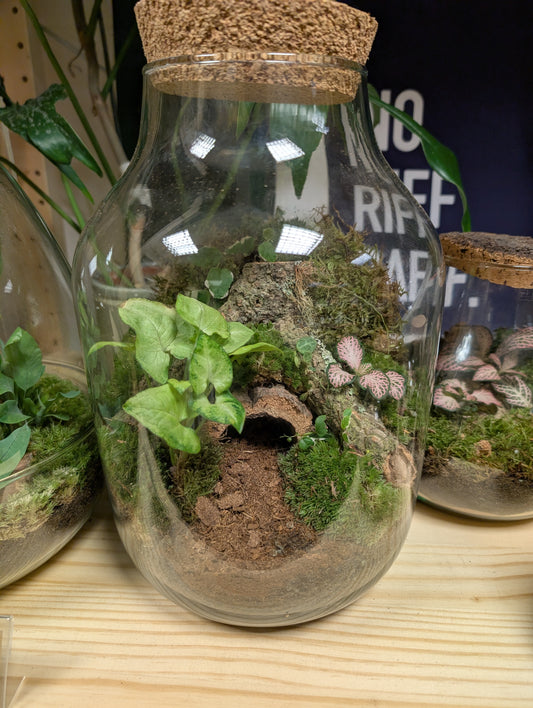 Large Ready-made Terrarium - 'Niamh'