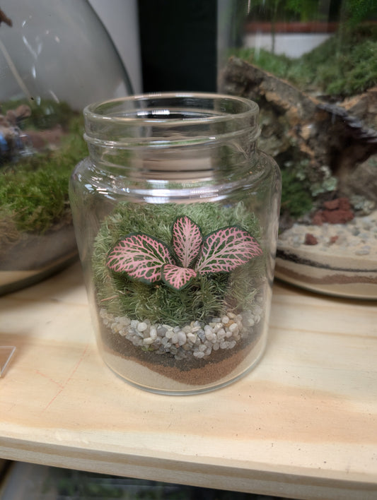 Mini Fittonia