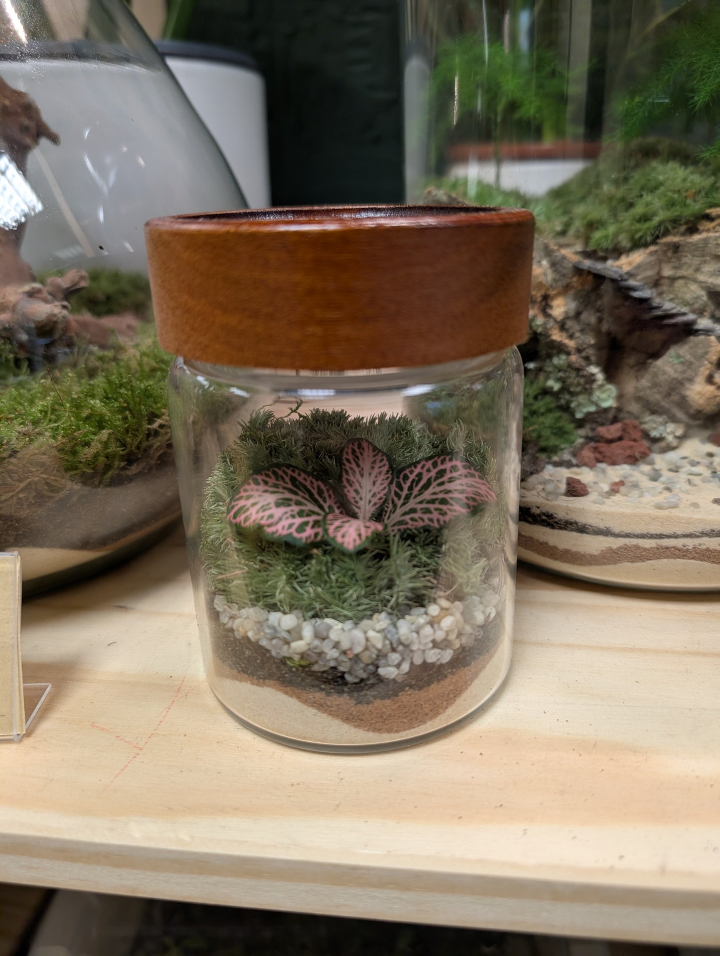 Mini Fittonia