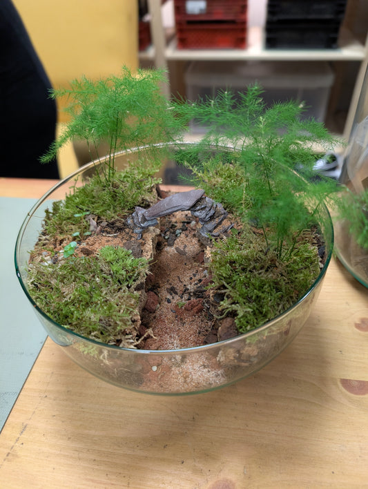 Large Ready-made Terrarium - 'Amy'