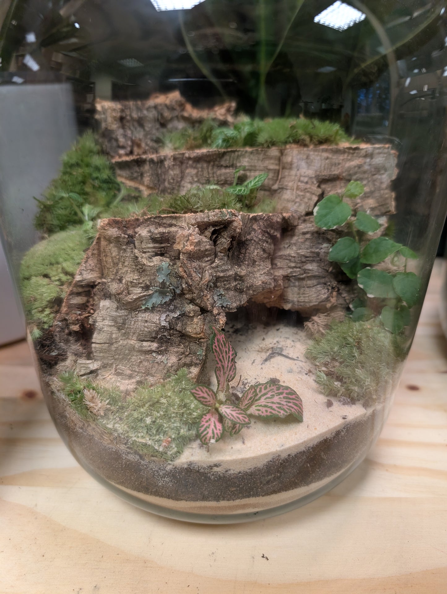 Large Ready-made Terrarium - 'Tamlin'